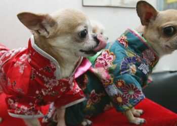 Want to read your dog’s mind? Japan’s boom in weird wearable tech | CNN