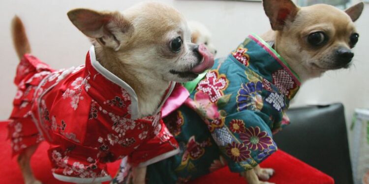 Want to read your dog’s mind? Japan’s boom in weird wearable tech | CNN