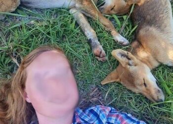 Tourists fined for dingo selfies as rangers warn of rising wild dog attacks | CNN