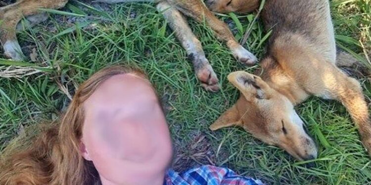 Tourists fined for dingo selfies as rangers warn of rising wild dog attacks | CNN