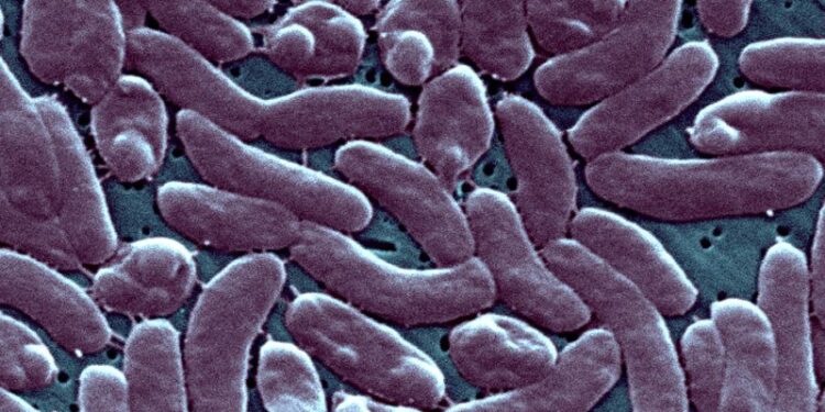 3 people have died after infection with rare flesh-eating bacteria in Connecticut and New York | CNN