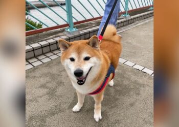 Cheems Balltze, the internet’s cheeseburger-loving dog, has died | CNN