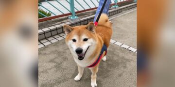 Cheems Balltze, the internet’s cheeseburger-loving dog, has died | CNN