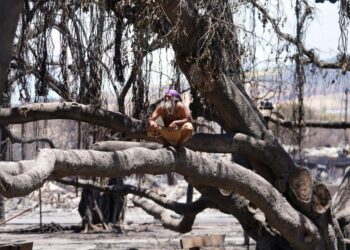 Live updates: Maui wildfires death toll rises, Lahaina recovery begins