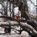 Live updates: Maui wildfires death toll rises, Lahaina recovery begins