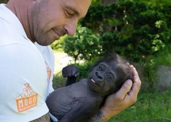 This baby gorilla almost died before a zookeeper held him close. Now he has a new adoptive mom | CNN