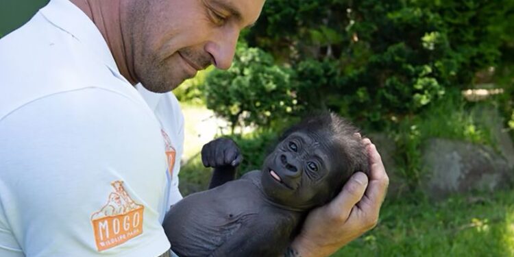 This baby gorilla almost died before a zookeeper held him close. Now he has a new adoptive mom | CNN