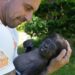 This baby gorilla almost died before a zookeeper held him close. Now he has a new adoptive mom | CNN