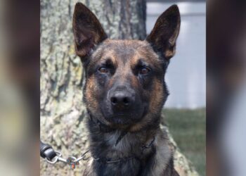 A 4-year-old police dog named Yoda detained fugitive Danilo Cavalcante, bringing an end to the exhaustive, nearly 2 week-long manhunt | CNN