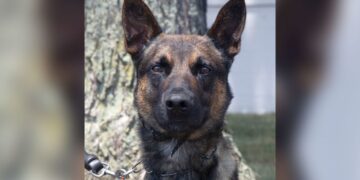 A 4-year-old police dog named Yoda detained fugitive Danilo Cavalcante, bringing an end to the exhaustive, nearly 2 week-long manhunt | CNN