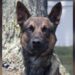 A 4-year-old police dog named Yoda detained fugitive Danilo Cavalcante, bringing an end to the exhaustive, nearly 2 week-long manhunt | CNN
