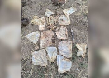 A ‘sad and horrific’ death for a starving bear whose intestines were blocked by garbage and was euthanized | CNN