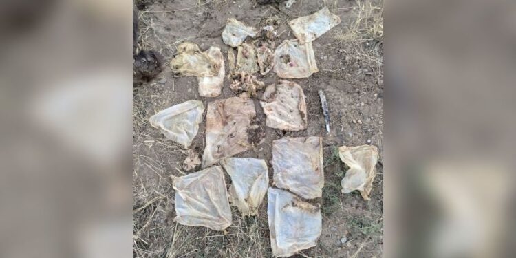 A ‘sad and horrific’ death for a starving bear whose intestines were blocked by garbage and was euthanized | CNN