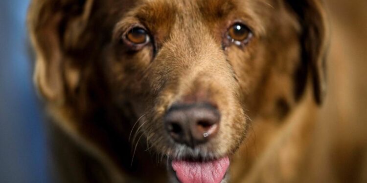 Bobi, the world’s oldest dog ever, dies aged 31 | CNN