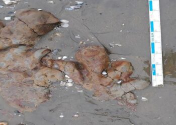 Dinosaur footprints uncovered on beach on England’s Isle of Wight | CNN