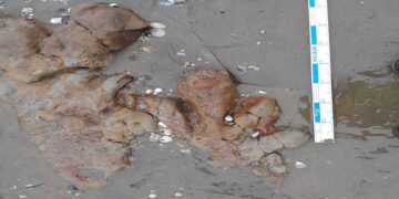 Dinosaur footprints uncovered on beach on England’s Isle of Wight | CNN