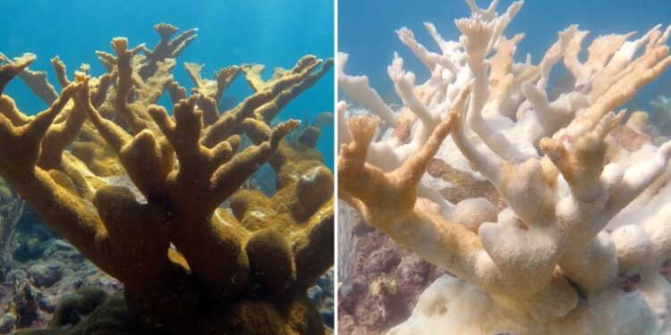 Extreme heat might have been the ‘nail in the coffin’ for these critical Florida coral | CNN Extreme heat might have been the ‘nail in the coffin’ for these critical Florida coral | CNN