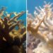 Extreme heat might have been the ‘nail in the coffin’ for these critical Florida coral | CNN