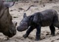 Sumatran rhino birth offers glimmer of hope for species almost hunted to extinction | CNN