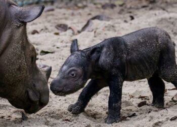 Sumatran rhino birth offers glimmer of hope for species almost hunted to extinction | CNN