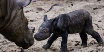 Sumatran rhino birth offers glimmer of hope for species almost hunted to extinction | CNN
