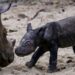 Sumatran rhino birth offers glimmer of hope for species almost hunted to extinction | CNN