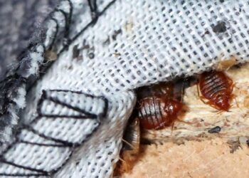 Two North African countries introduce measures to limit risk of bedbug infestation | CNN