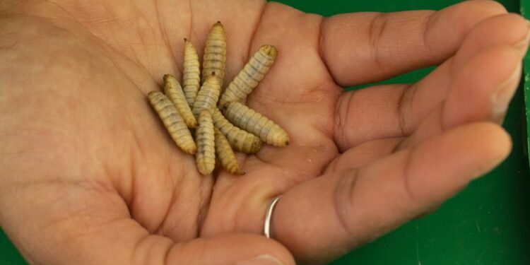 Tyson, one of the biggest meat producers, is investing in insect protein | CNN Business