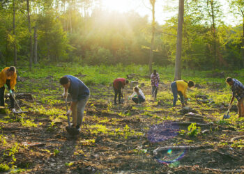 Carbon removals: extra measures to reach climate neutrality  | News | European Parliament