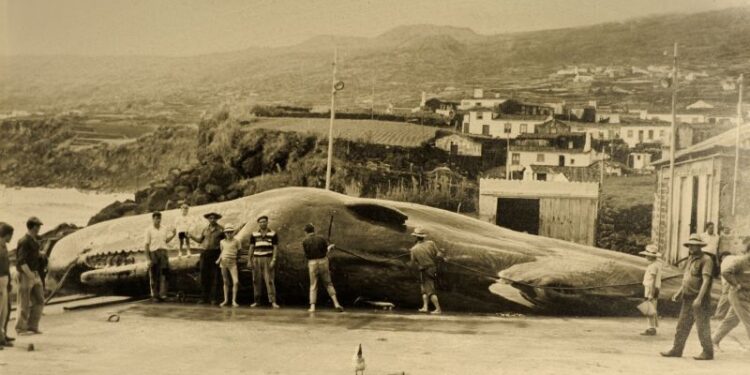 The islands that went from whale hunting to whale watching | CNN