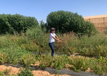 This Moroccan startup is growing crops in the desert | CNN Business