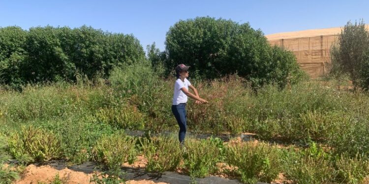 This Moroccan startup is growing crops in the desert | CNN Business