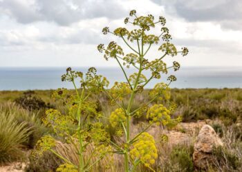 Devil’s dung or dinner delight? The story behind hing, one of India’s most divisive ingredients | CNN