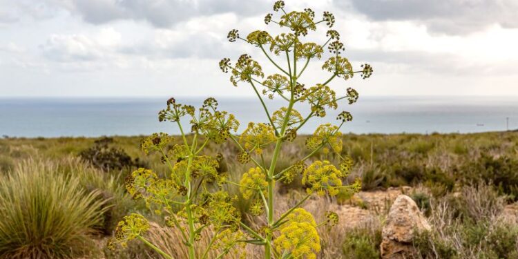 Devil’s dung or dinner delight? The story behind hing, one of India’s most divisive ingredients | CNN