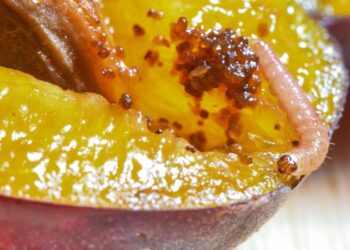 Rat poop, bug bits, mice hair: How many ‘unavoidable defects’ are in peanut butter and other foods you eat? | CNN