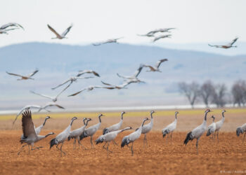Nature restoration: Parliament adopts law to restore 20% of EU’s land and sea  | News | European Parliament
