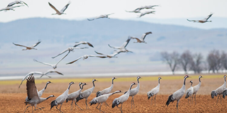 Nature restoration: Parliament adopts law to restore 20% of EU’s land and sea  | News | European Parliament