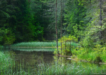 Nature restoration: taking better care of habitats in the EU | Topics | European Parliament