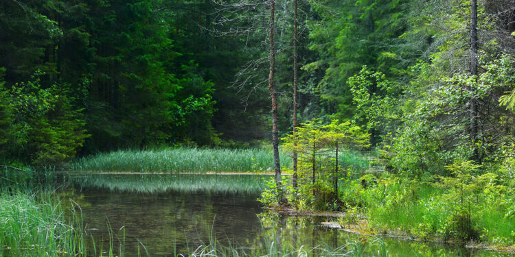 Nature restoration: taking better care of habitats in the EU | Topics | European Parliament