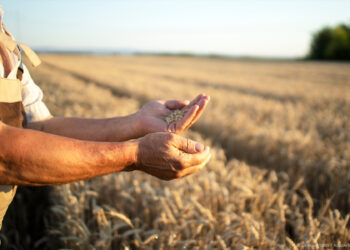 New plant breeding techniques to boost resilience of  food system | News | European Parliament