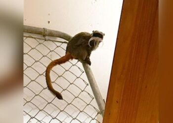 Suspect in theft of Dallas Zoo tamarin monkeys is indicted on felony burglary charges | CNN