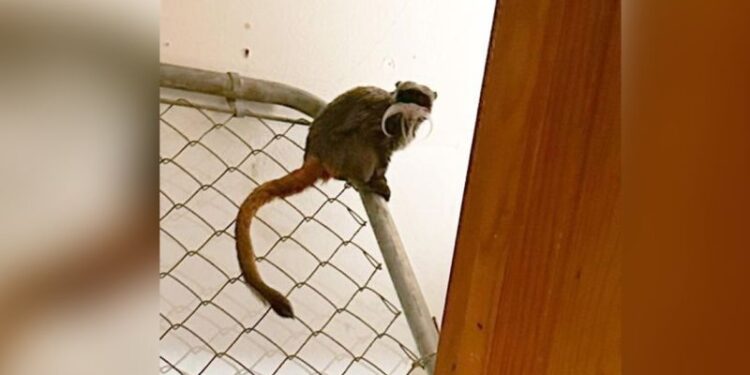 Suspect in theft of Dallas Zoo tamarin monkeys is indicted on felony burglary charges | CNN