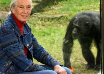 Jane Goodall Fast Facts | CNN