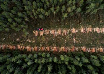 Deforestation law: Parliament gives companies extra year to comply | News | European Parliament