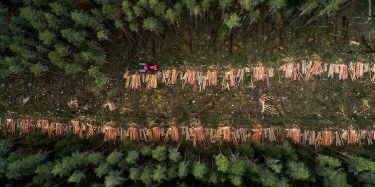 EU deforestation law: Parliament wants to give companies one more year to comply | News | European Parliament