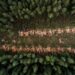 EU deforestation law: Parliament wants to give companies one more year to comply | News | European Parliament