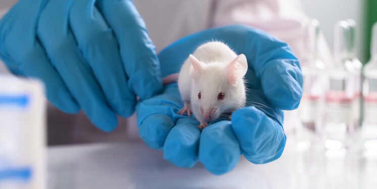 A mouse in a cage – a feeling for the rights of another species – A mouse in a cage – a feeling for the rights of another species –