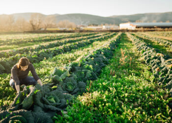 Parliament adopts its position on the future of EU agriculture policy  | News | European Parliament