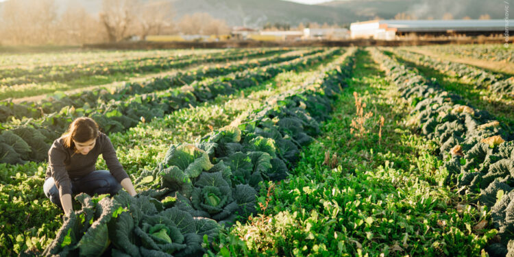 Parliament adopts its position on the future of EU agriculture policy | News | European Parliament Parliament adopts its position on the future of EU agriculture policy | News | European Parliament