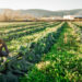 Parliament adopts its position on the future of EU agriculture policy | News | European Parliament Parliament adopts its position on the future of EU agriculture policy | News | European Parliament